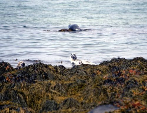 Sean & Deb In Iceland – Day 7 – Stykkishólmur to Reykjavik – Seal Beach, A stop in Bifrost, and exploring Reykjavik