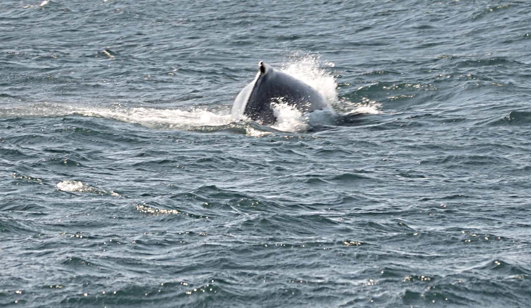 A humpback whale diving in the fjord near Akureyri